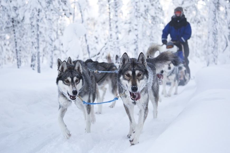 viaje a laponia muotka saariselkä